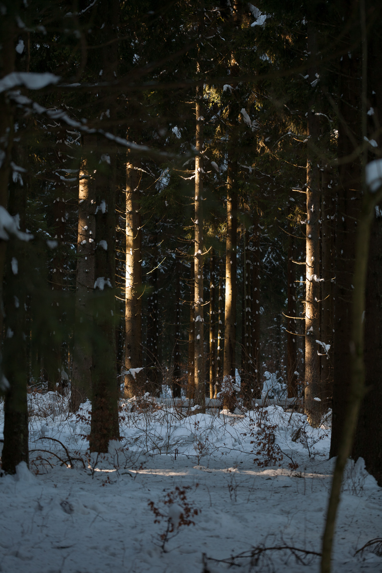 Holzberghof Wald Licht Photo Auge