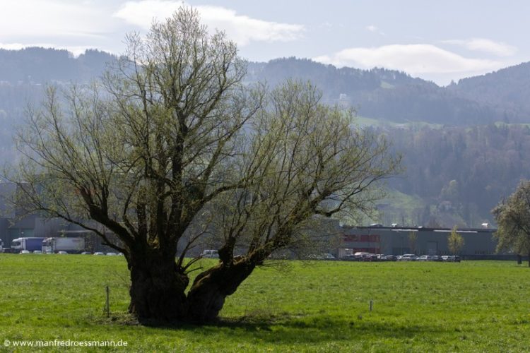 Bäume in Österreich