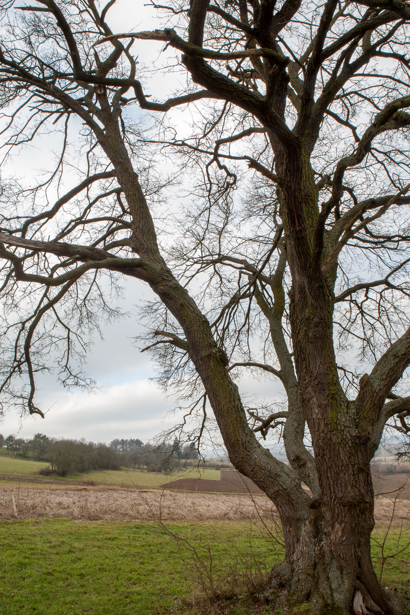 Feldahorn Bei Amoneburg Photo Auge