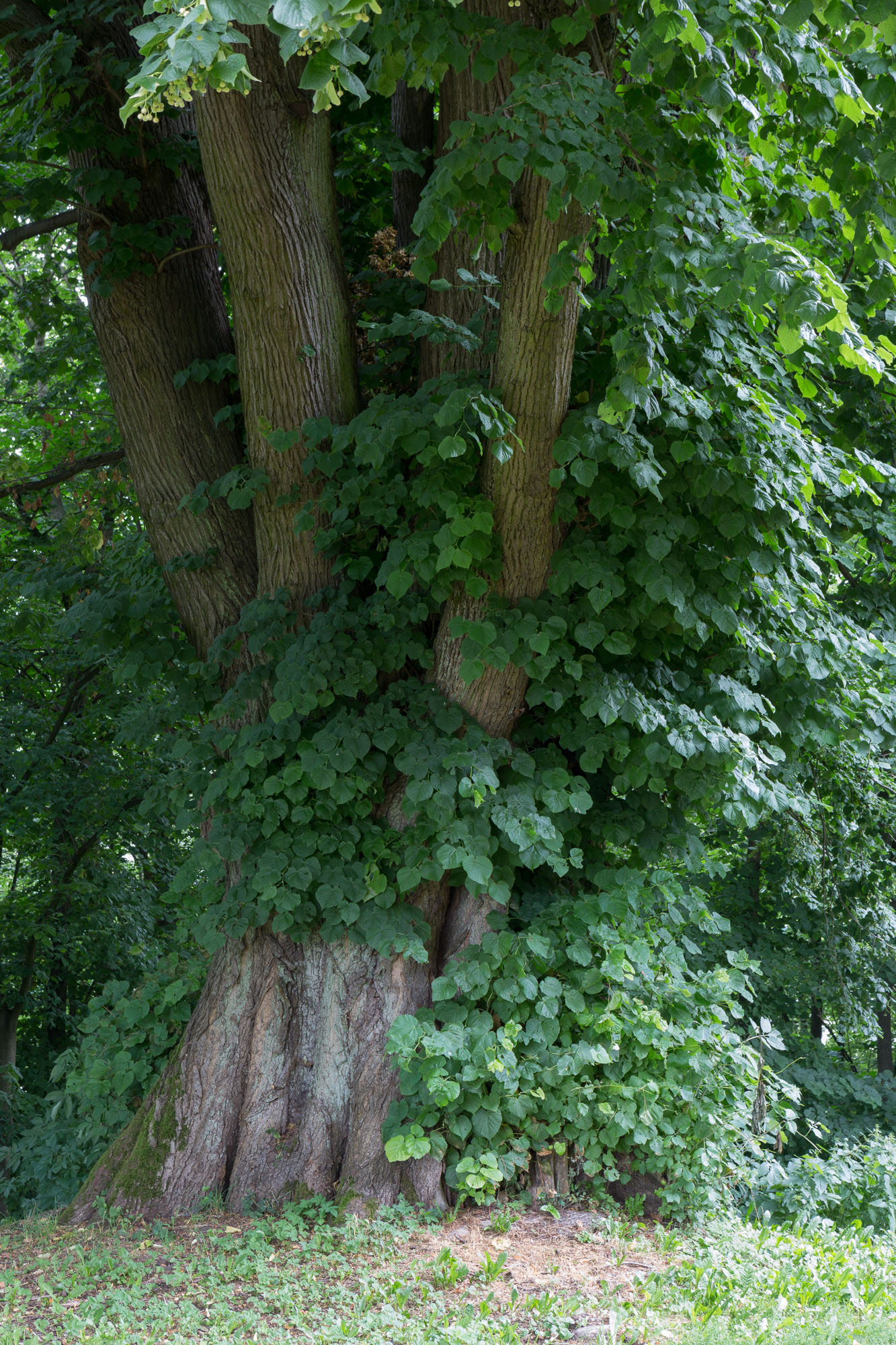 Burglinde Homberg Ohm Photo Auge