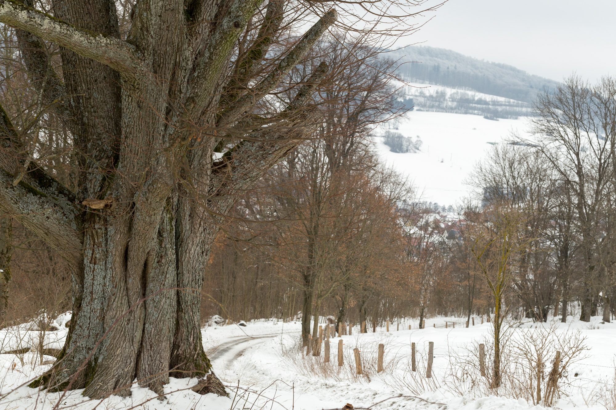 Lindenallee Reste Wustensachsen Ritterhof Photo Auge