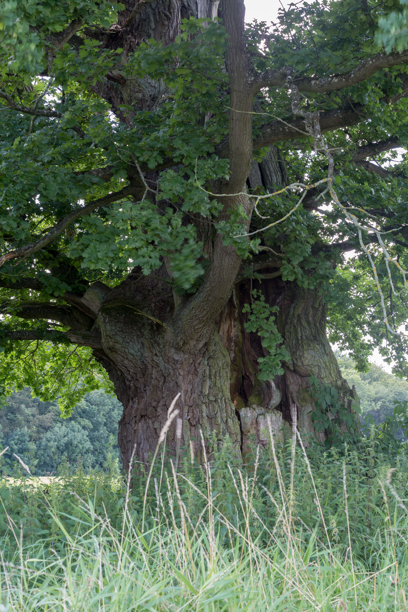 Baume Bei Burg Schlitz Photo Auge