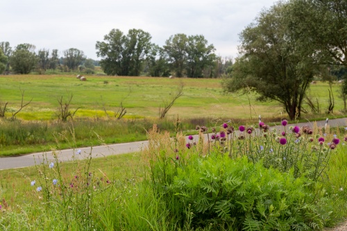 Nickende Distel - 02