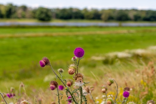 Nickende Distel - 04