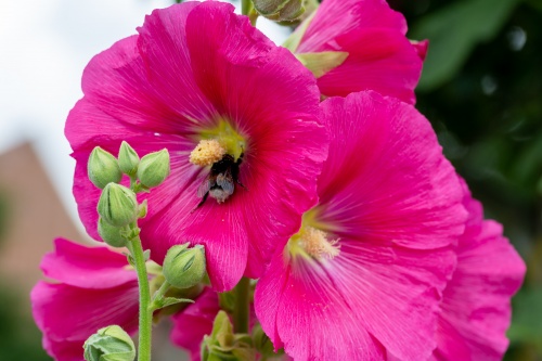 Stockrose mit Hummel