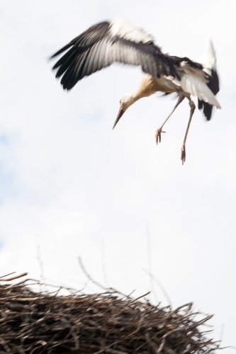 Storch