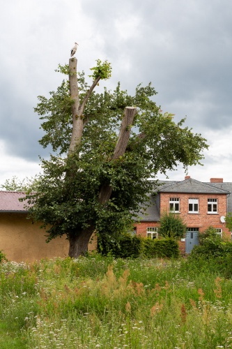 Pappel mit Storch