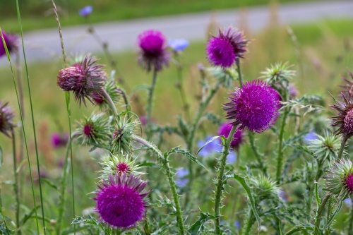 Nickende Distel - 01