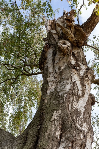 Vergrößern Haengebirke in Greffen - Astbruch