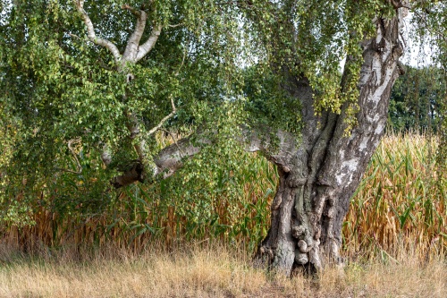 Vergrößern Haengebirke in Greffen - Detail