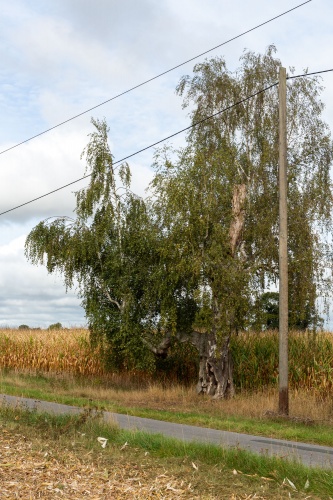 Vergrößern Haengebirke in Greffen - Habitus