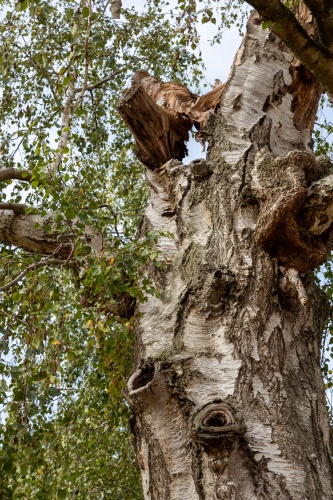 Vergrößern Haengebirke in Greffen - Verwachsungen