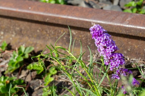 Zoom-In Natur im Gleis