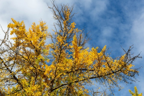 Ginkgo vor Herbsthimmel