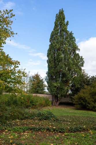 Pyramideneiche