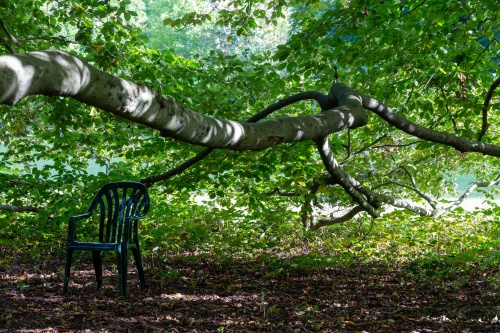 Blutbuche - Ausleger mit Stuhl