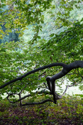 Blutbuche - Ausleger