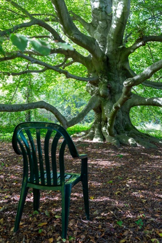 Blutbuche - Meditationsstuhl