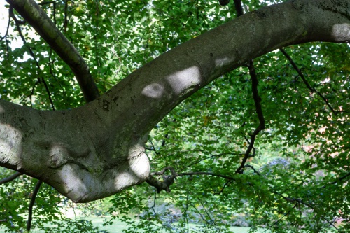 Blutbuche - Verwachsung