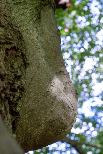 Blutbuche - Wuchsform