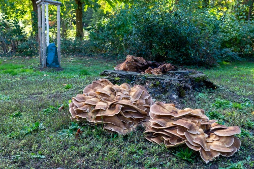 Pilzwuchs an Baumstumpf