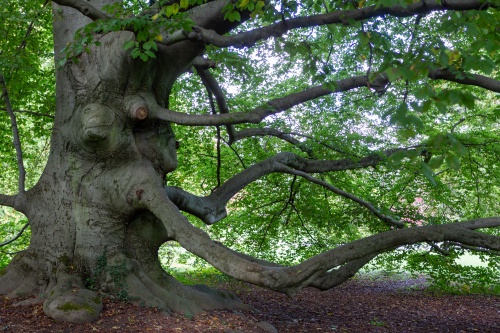 Blutbuche - Detail 2