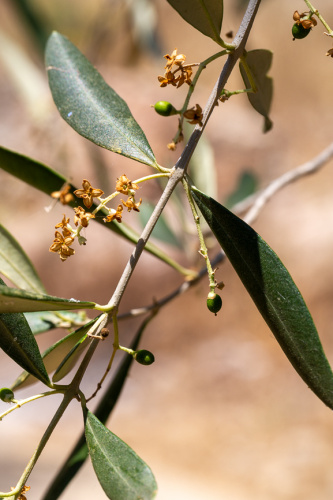 Junge Olivenfruechte und Bluetenstaende
