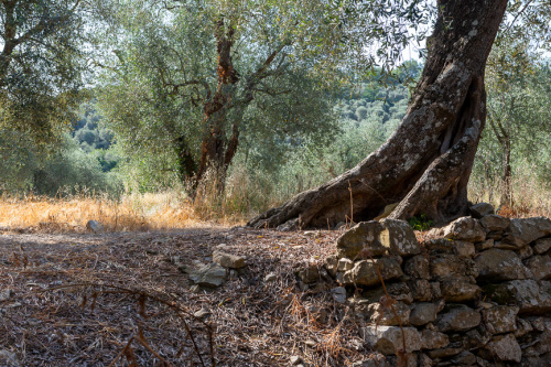 Olive mit alter verwachsener Basis