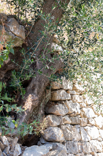 Olivenbaum in Trockenmauer