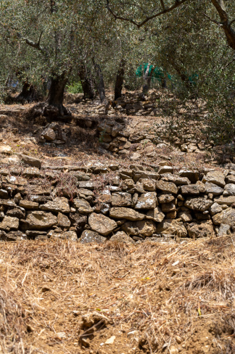 Terassen und Trockenmauern mit Oliven