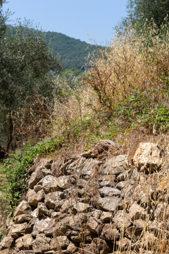 Trockenmauer und Hafer