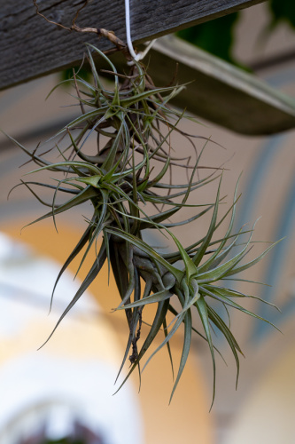 Lebt von Luft und ...-