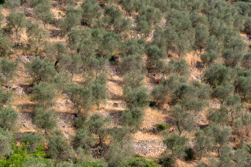 Gepflegter Olivengarten bei Trockenheit
