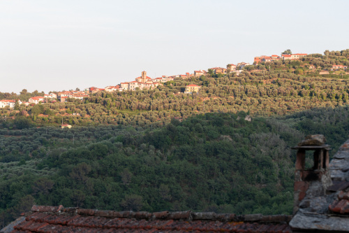 Olivengaerten vor Bestagno im Abendlicht