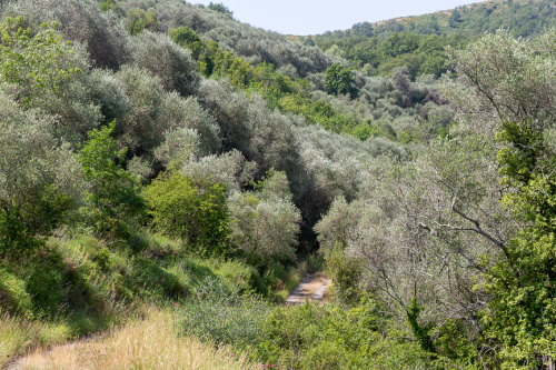 Verwilderte Olivengaerten