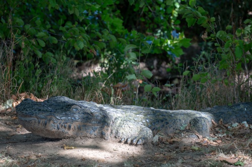 Klaus Pfeifer, Alligator