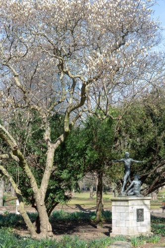 Heine-Denkmal mit bluehendem Magnolien-Baum