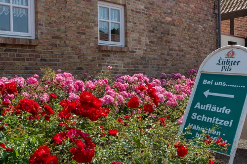 Auflaeufe - Schnitzel