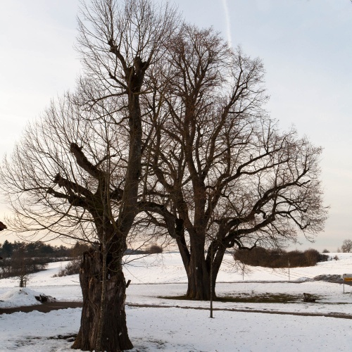 Linden auf dem Galgenberg in Hayingen-2