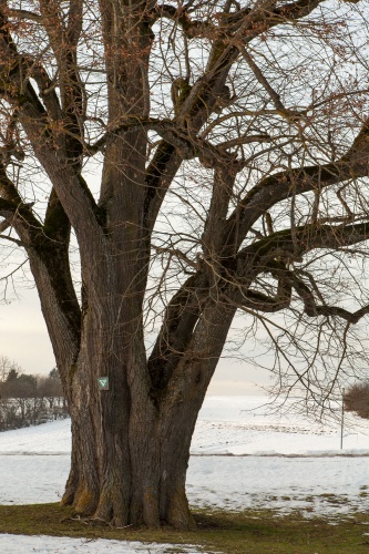 Linden auf dem Galgenberg in Hayingen-4