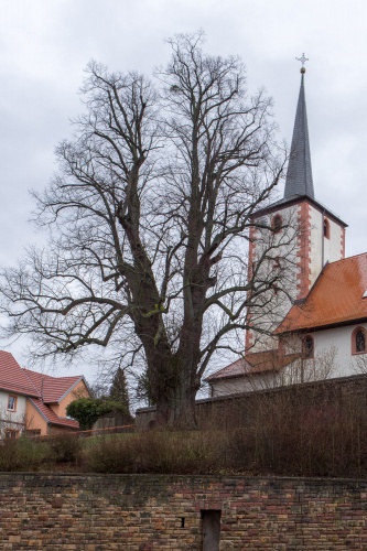 Linde - Habitus v.d. Strasse aus