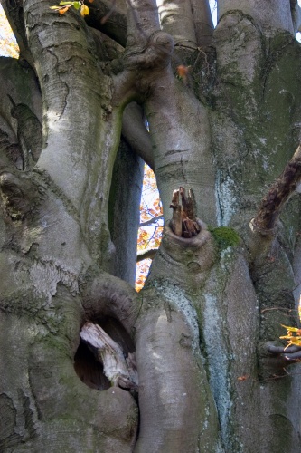 Landwehr-Buchen 2007