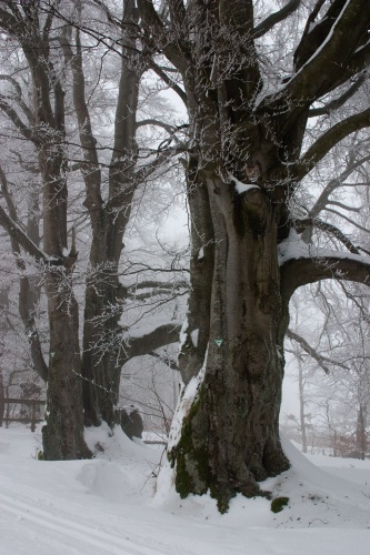 Landwehr-Buchen 2010
