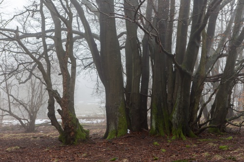 Landwehr-Buchen 2016-2