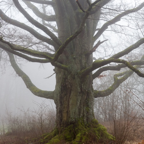 Zoom-In Weidbuche auf der Jungviehweide