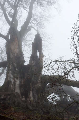 Maechtigste Weidbuche nahe Rother Kuppe-2