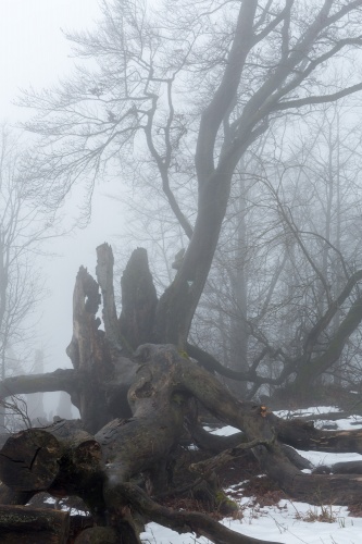 Maechtigste Weidbuche nahe Rother Kuppe-3