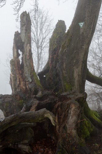 Maechtigste Weidbuche nahe Rother Kuppe-4