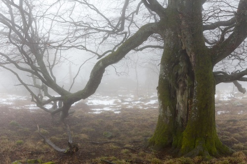 Taenzelnde Rotbuche Rother Kuppe-2