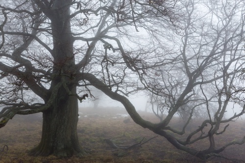 Taenzelnde Rotbuche Rother Kuppe
